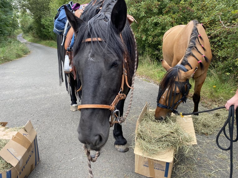 Other Breeds Mix Gelding 6 years 15,2 hh Dun in Sonneborn
