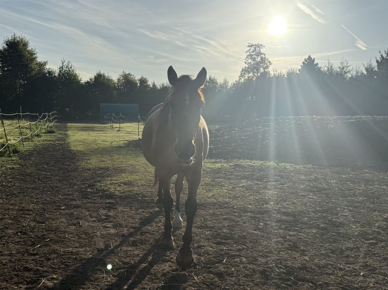 Other Breeds Mix Gelding 6 years 15,2 hh Dun in Sonneborn