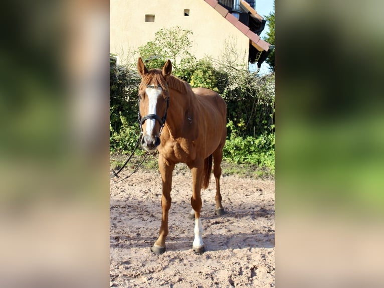 Other Breeds Gelding 6 years 16,1 hh Chestnut-Red in Sonnefeld