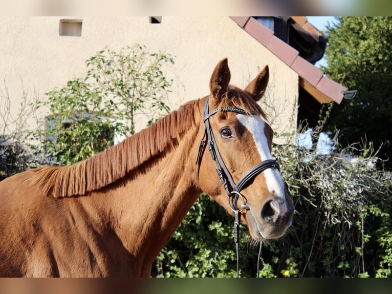 Other Breeds Gelding 6 years 16,1 hh Chestnut-Red in Sonnefeld