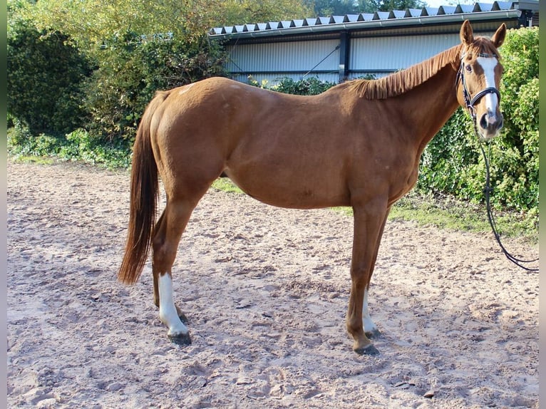 Other Breeds Gelding 6 years 16,1 hh Chestnut-Red in Sonnefeld