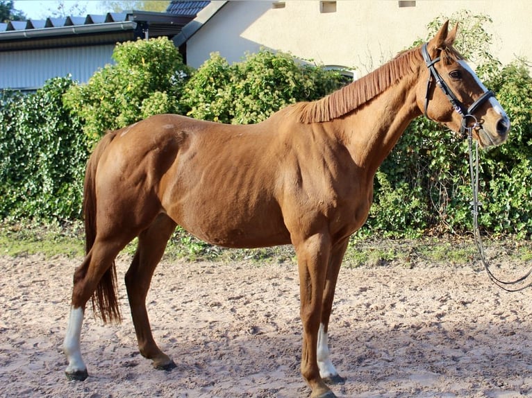 Other Breeds Gelding 6 years 16,1 hh Chestnut-Red in Sonnefeld