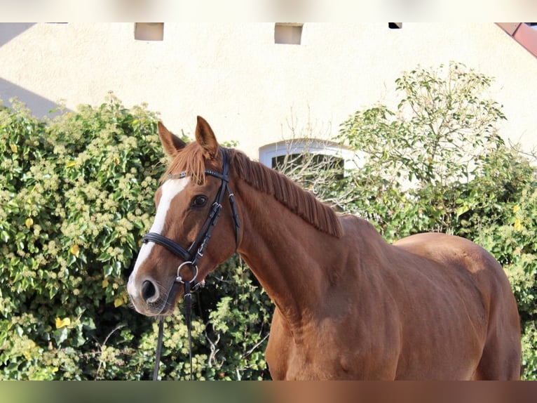 Other Breeds Gelding 6 years 16,1 hh Chestnut-Red in Sonnefeld