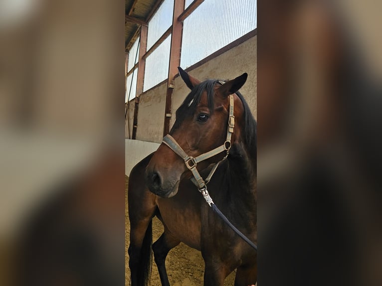 Other Breeds Gelding 6 years 16 hh Bay-Dark in Vettwei&#xDF;