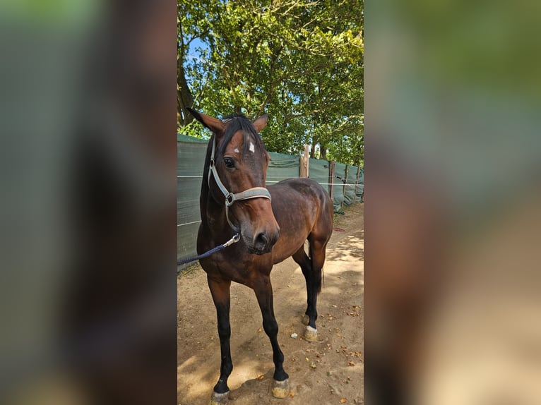 Other Breeds Gelding 6 years 16 hh Bay-Dark in Vettwei&#xDF;