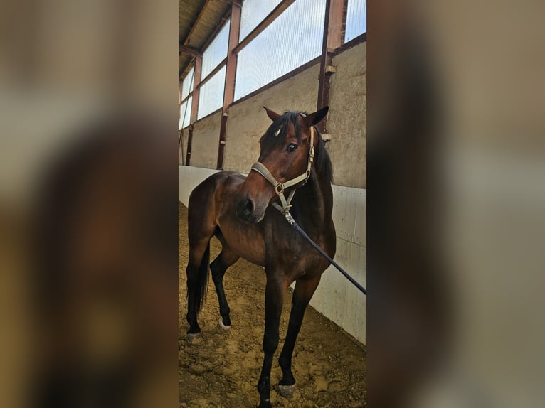 Other Breeds Gelding 6 years 16 hh Bay-Dark in Vettwei&#xDF;