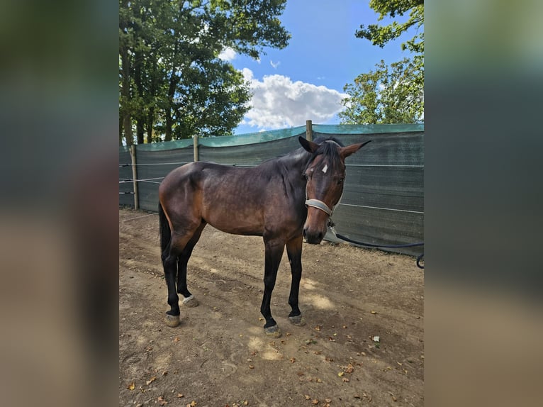 Other Breeds Gelding 6 years 16 hh Bay-Dark in Vettwei&#xDF;