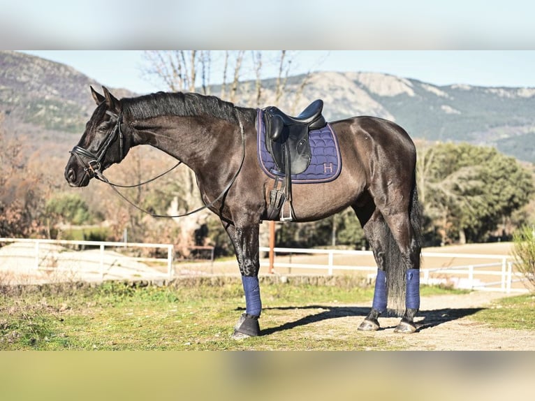 Other Breeds Gelding 6 years 16 hh Black in NAVAS DEL MADRONO