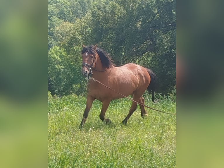 Other Breeds Mix Gelding 6 years 16 hh Brown in Gelenau/Erzgebirge