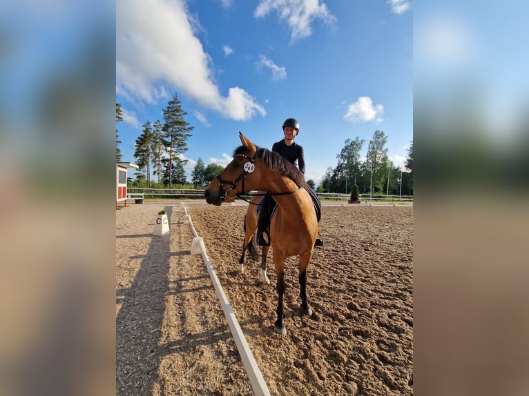 Other Breeds Gelding 6 years 16 hh in Helsinki Other Breeds Gelding 6 years 16 hh in Helsinki