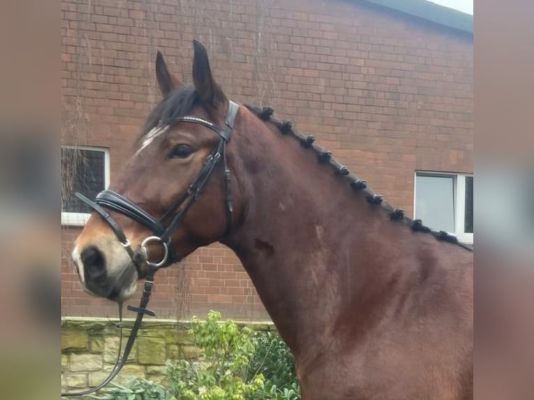 Other Breeds Gelding 6 years 16,1 hh Brown in Hopsten