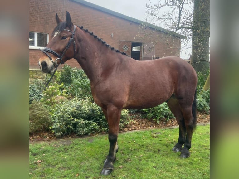 Other Breeds Gelding 6 years 16,1 hh Brown in Hopsten