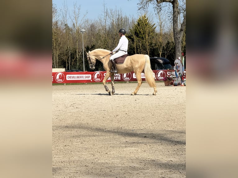 Other Breeds Mix Gelding 6 years 16,2 hh Palomino in Metz