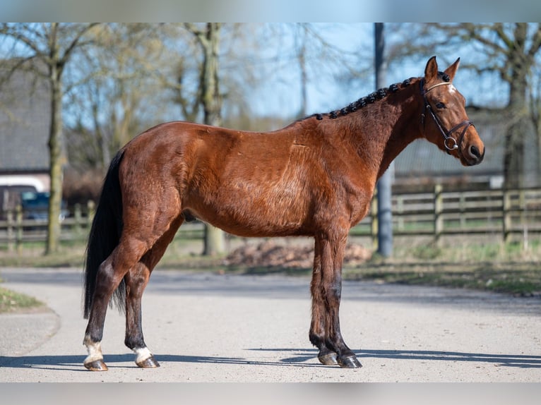 Other Breeds Gelding 6 years in GROTE-BROGEL