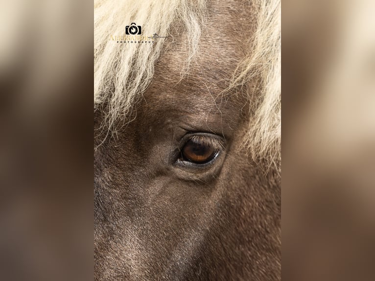 Other Breeds Mix Gelding 7 years 11,1 hh in Bad Feilnbach