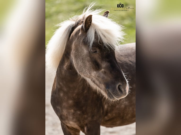 Other Breeds Mix Gelding 7 years 11,1 hh in Bad Feilnbach