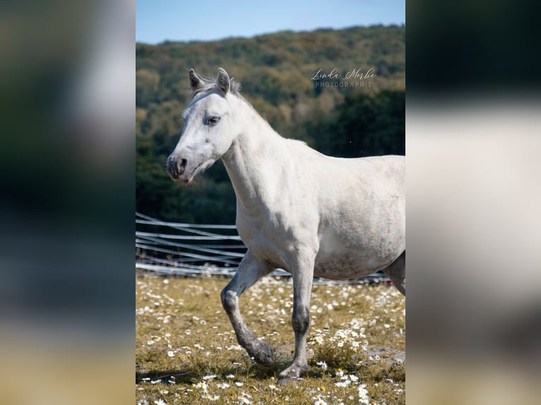 Other Breeds Mix Gelding 7 years 11,1 hh Grey in Wiesbaden
