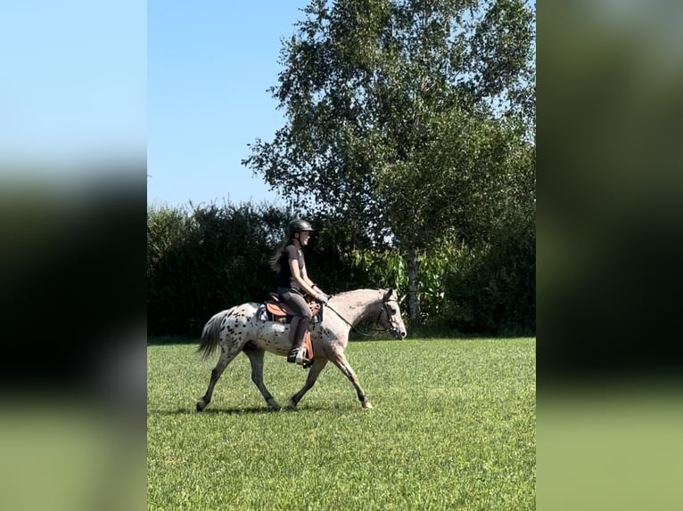 Other Breeds Gelding 7 years 13,1 hh Leopard-Piebald in AchstettenAchstetten