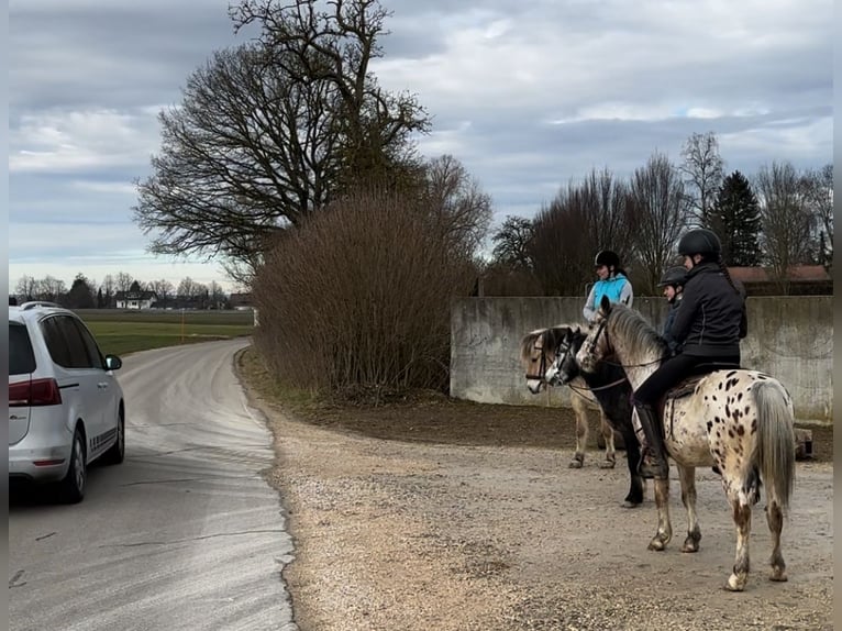 Other Breeds Gelding 7 years 13,1 hh Leopard-Piebald in AchstettenAchstetten