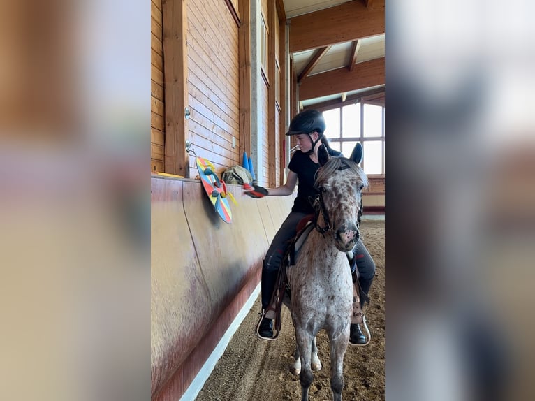 Other Breeds Gelding 7 years 13,1 hh Leopard-Piebald in AchstettenAchstetten