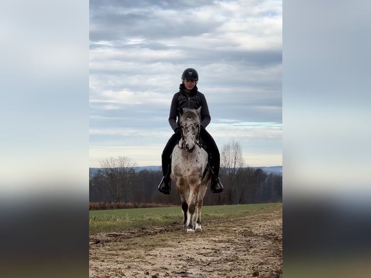 Other Breeds Gelding 7 years 13,1 hh Leopard-Piebald in AchstettenAchstetten