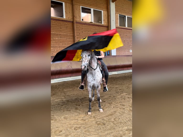 Other Breeds Gelding 7 years 13,1 hh Leopard-Piebald in AchstettenAchstetten