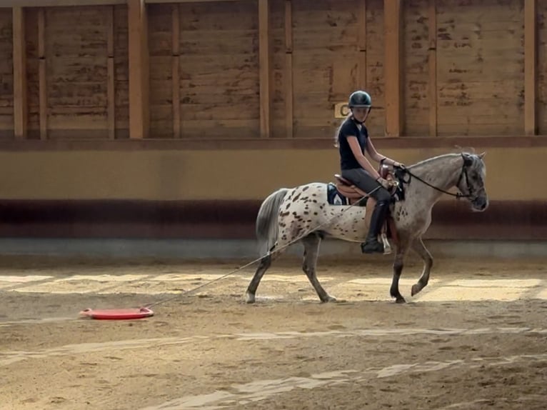 Other Breeds Gelding 7 years 13,1 hh Leopard-Piebald in AchstettenAchstetten