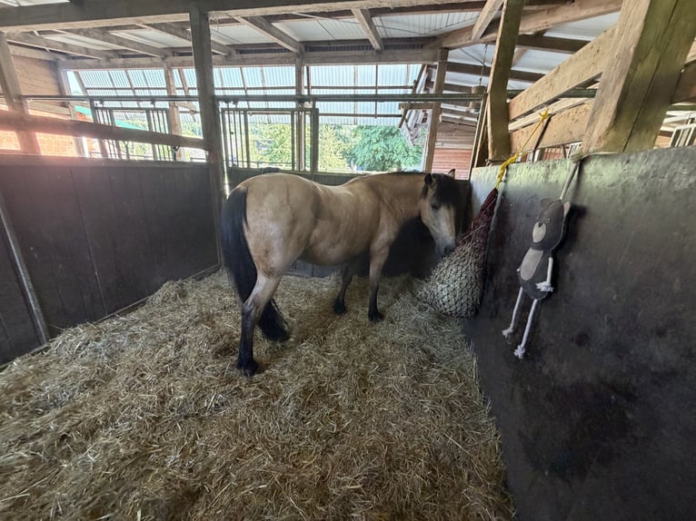 Other Breeds Mix Gelding 7 years 13.3 hh Dun in Hattingen