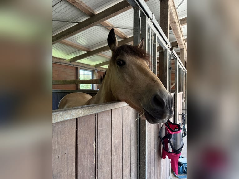 Other Breeds Mix Gelding 7 years 13.3 hh Dun in Hattingen