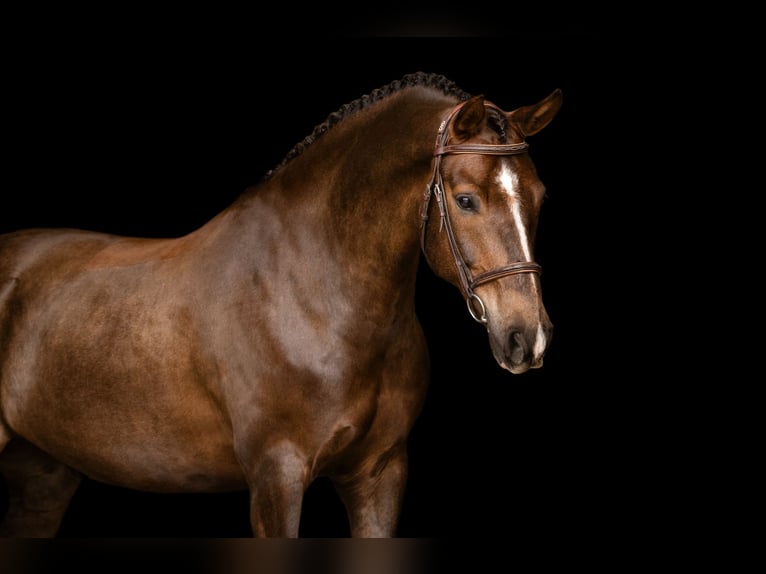 Other Breeds Gelding 7 years 14.1 hh Chestnut in Oost West en Middelbeers