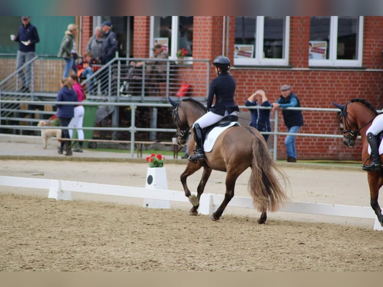 Other Breeds Gelding 7 years 14.1 hh Dun in Waltrop