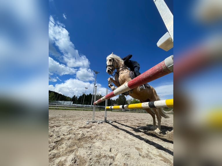 Other Breeds Mix Gelding 7 years 14.1 hh Palomino in Jenesien