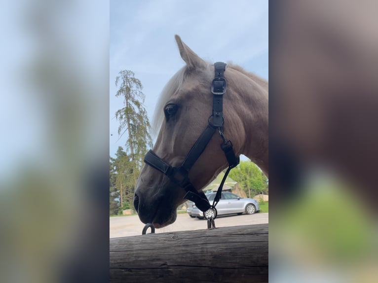 Other Breeds Mix Gelding 7 years 14.1 hh Palomino in Jenesien