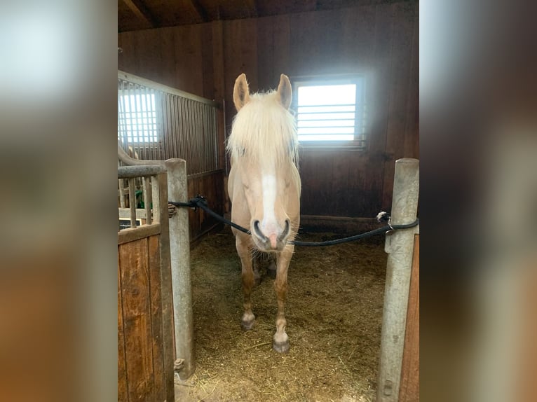 Other Breeds Mix Gelding 7 years 14.1 hh Palomino in Jenesien