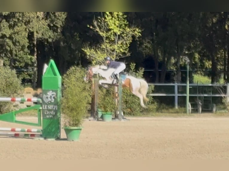 Other Breeds Gelding 7 years 14.1 hh Pinto in Erharting