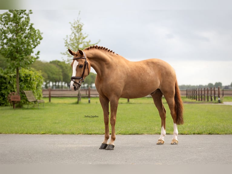 Other Breeds Gelding 7 years 14.2 hh Chestnut-Red in Oost West en Middelbeers