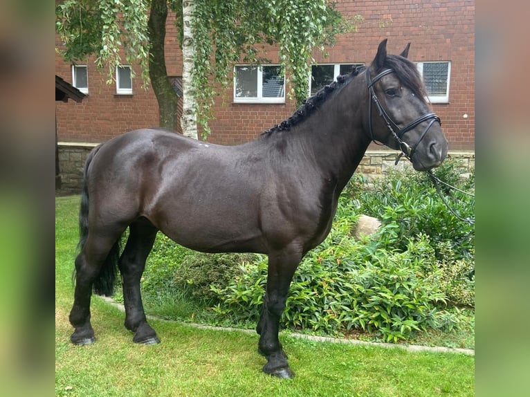 Other Breeds Gelding 7 years 14,3 hh Black in Hopsten