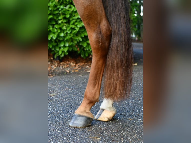 Other Breeds Gelding 7 years 14 hh Chestnut-Red in GROTE-BROGEL