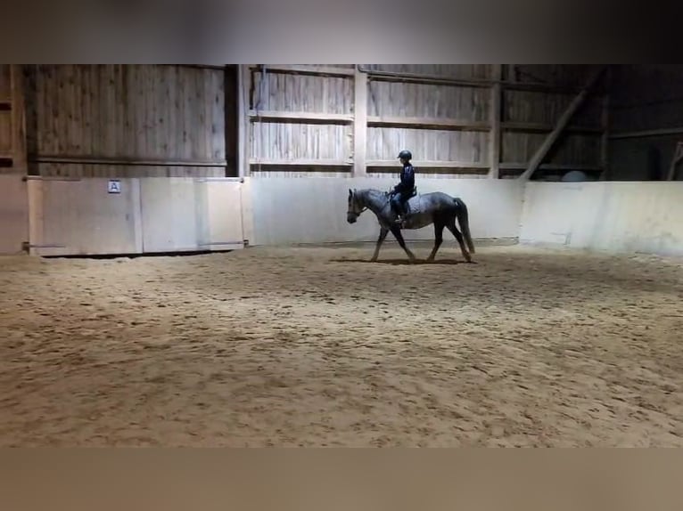 Other Breeds Gelding 7 years 14 hh Grey-Dapple in Oberostendorf