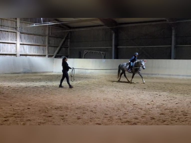Other Breeds Gelding 7 years 14 hh Grey-Dapple in Oberostendorf