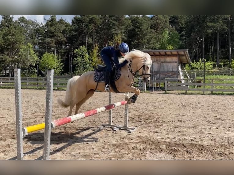 Other Breeds Mix Gelding 7 years 14,1 hh Palomino in Jenesien
