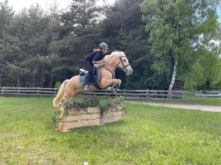 Other Breeds Mix Gelding 7 years 14,1 hh Palomino in Jenesien