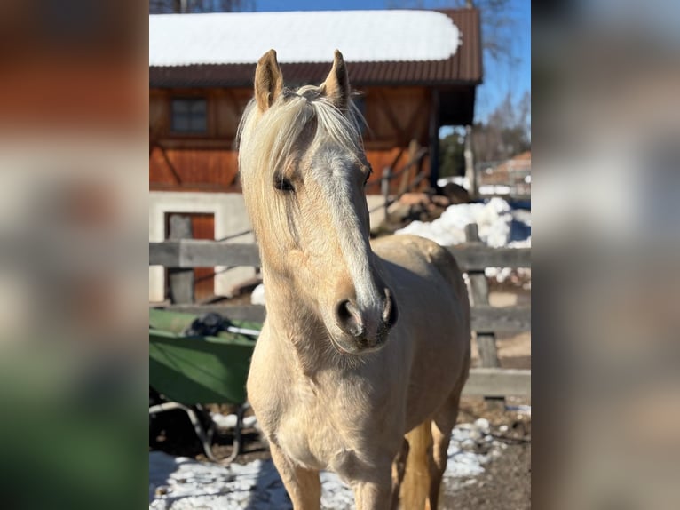Other Breeds Mix Gelding 7 years 14,1 hh Palomino in Jenesien