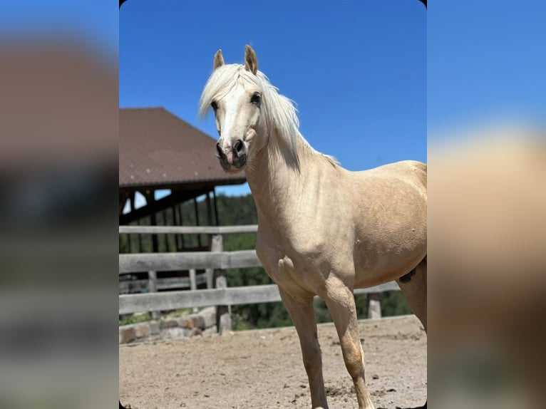 Other Breeds Mix Gelding 7 years 14,1 hh Palomino in Jenesien