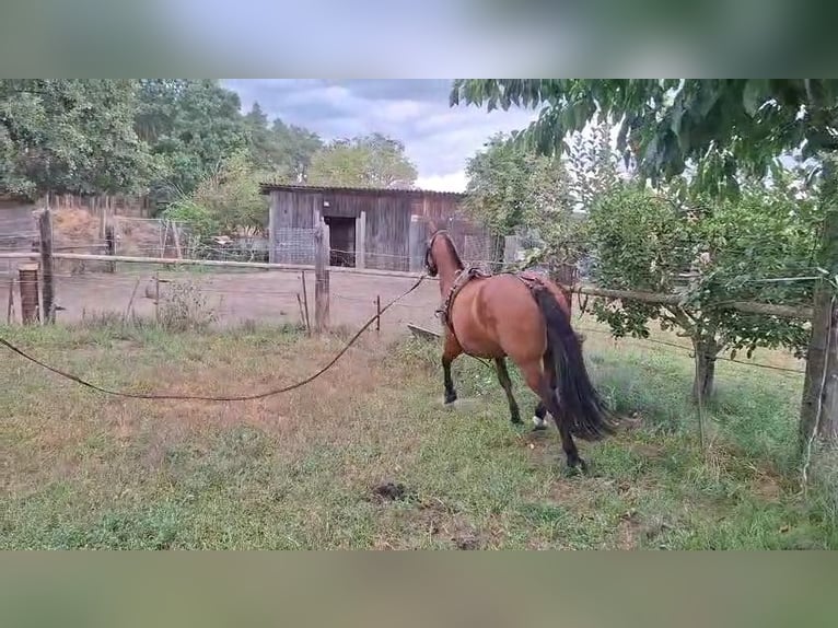 Other Breeds Gelding 7 years 14,2 hh Brown in Herzberg