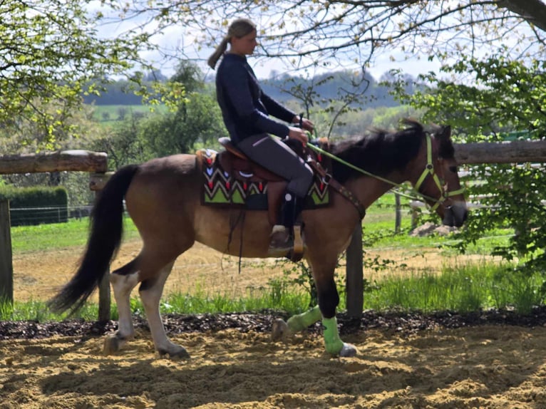Other Breeds Gelding 7 years 14,3 hh Brown in Linkenbach