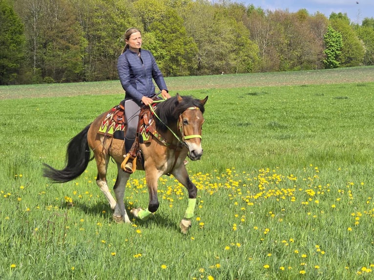 Other Breeds Gelding 7 years 14,3 hh Brown in Linkenbach