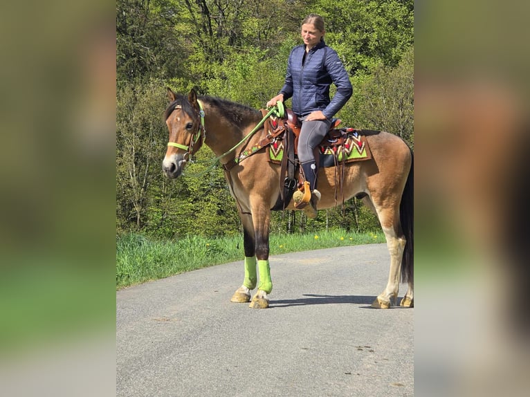 Other Breeds Gelding 7 years 14,3 hh Brown in Linkenbach