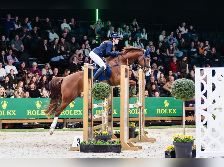 Other Breeds Gelding 7 years 15.1 hh  in Oost West en Middelbeers