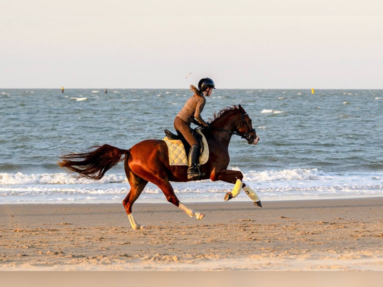 Other Breeds Gelding 7 years 15.1 hh  in Oost West en Middelbeers
